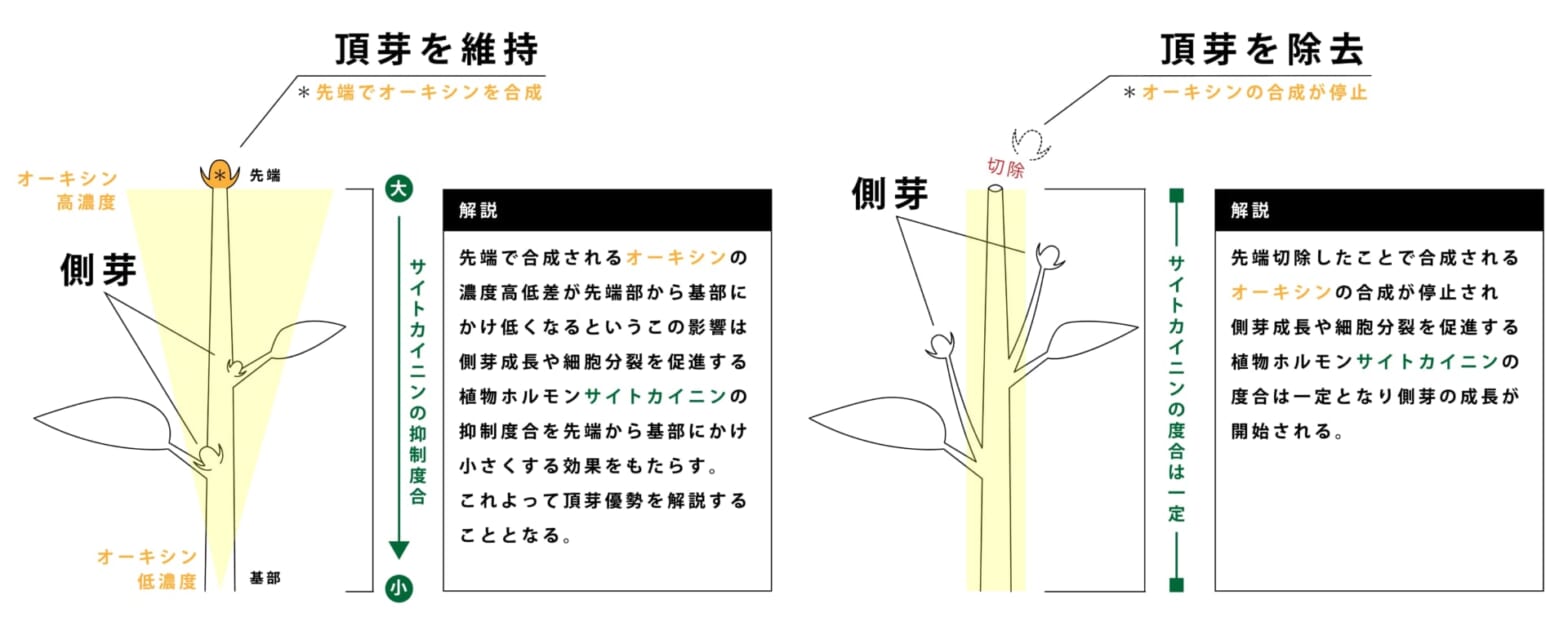 頂芽優勢とは 川崎市高津区の造園・お庭のことなら庭乃持田園有限会社